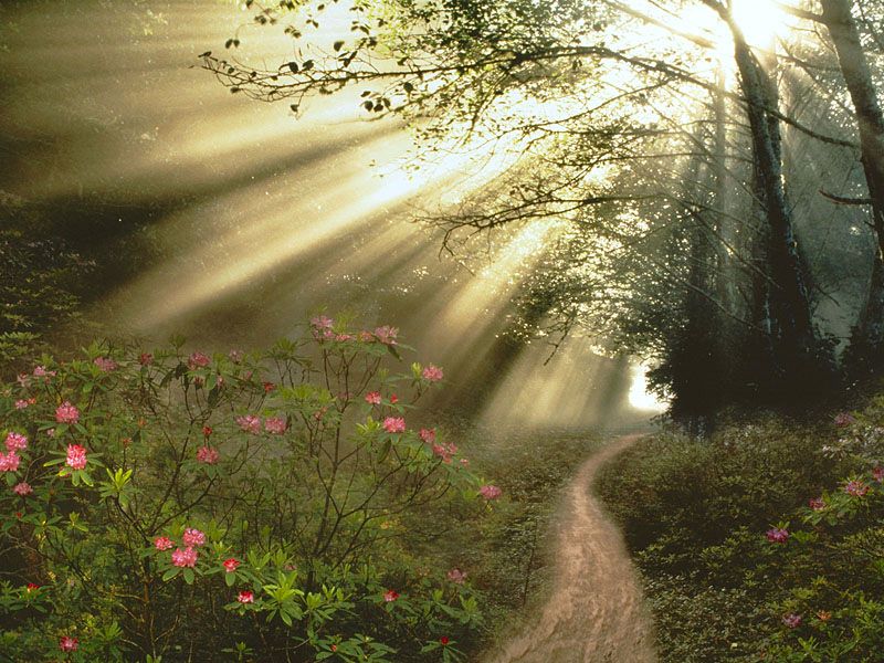 forestlight